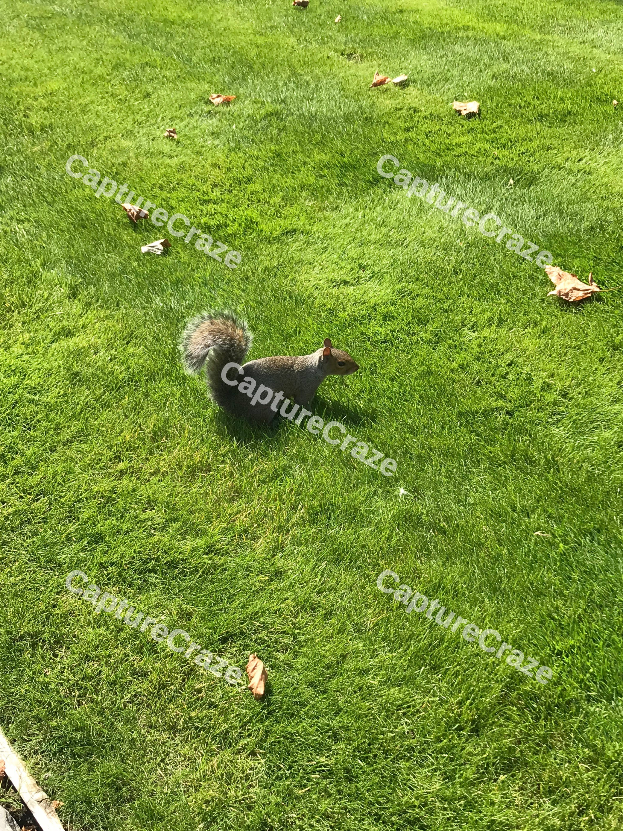 Grey Squirrel